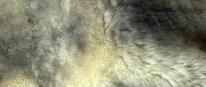 Fårskinn - Meliert - Cognac - decorative-meliert-cognac-sheepskinclimage-1920x1080-1003