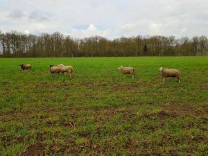 Fårskinn - Holländska - lovely-sheepskin-texel-holland