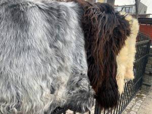Fårskinn - Heidschnucke - sheepleathertannerypoland