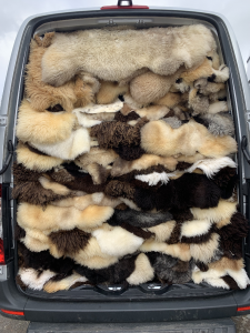 Fårskinn - Affärsresa - 1000 vackra holländska fårskinn TEXEL