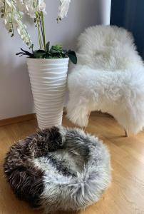 Fårskinn - Ny vecka, nya färger. Vi introducerar nya färger för våra fyrbenta vänner