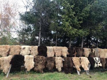 Fårskinn - Naturlig torkning av fårskinn under en vacker, gyllene höst