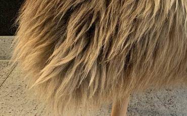 Fårskinn - Långhåriga holländska fårskinn från Adam-Leather